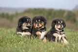 DOGUE DU TIBET 435